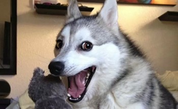 pun-dog-pun-husky-00