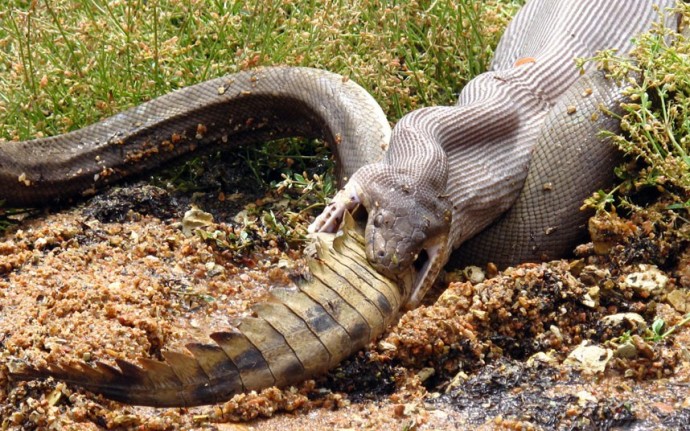 snake-v-crocodile_2840495k