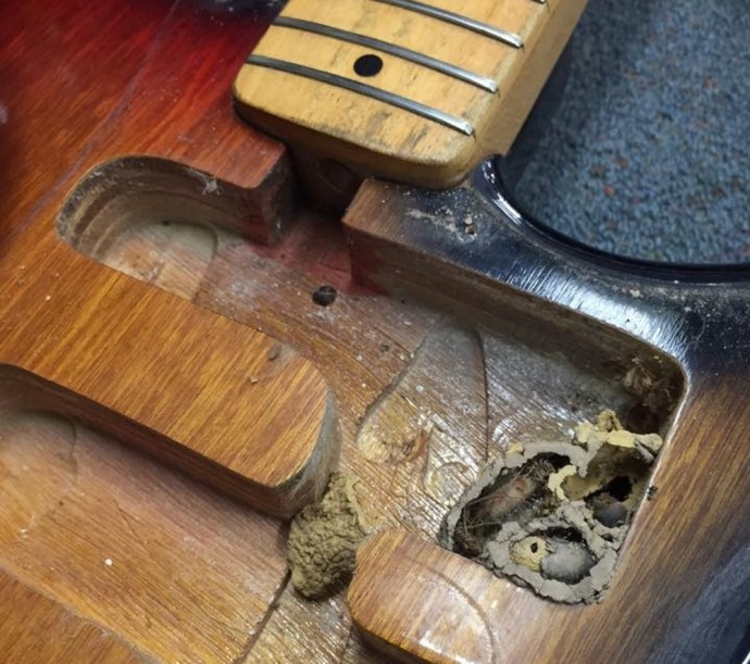 wasps inside guitar 2